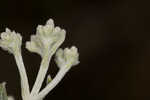 Semaphore thoroughwort